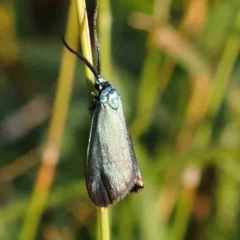 Pollanisus (genus) at Bruce Ridge - 21 Mar 2024