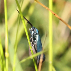 Pollanisus (genus) at Bruce Ridge - 21 Mar 2024