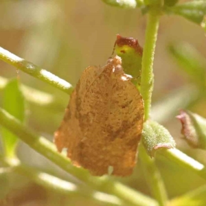 Meritastis ursina at Bruce Ridge - 21 Mar 2024