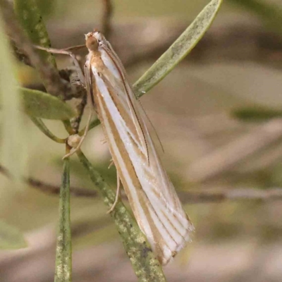 Hednota species near grammellus (Pyralid or snout moth) at O'Connor, ACT - 22 Mar 2024 by ConBoekel