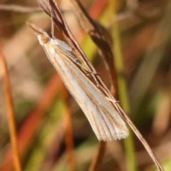 Hednota species near grammellus (Pyralid or snout moth) at O'Connor, ACT - 21 Mar 2024 by ConBoekel