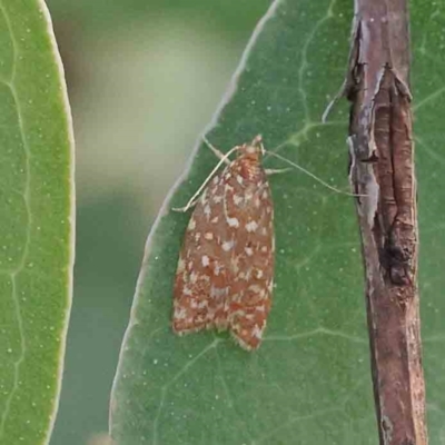 Syringoseca rhodoxantha (A Concealer moth (Wingia group)) at Bruce Ridge - 22 Mar 2024 by ConBoekel