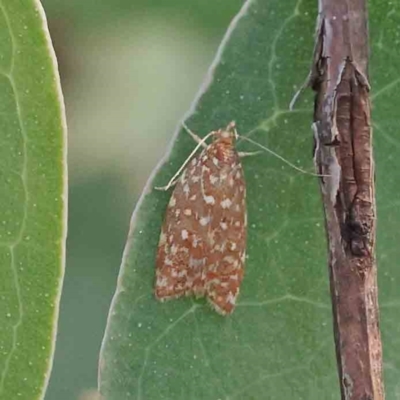 Syringoseca rhodoxantha (A concealer moth) at O'Connor, ACT - 22 Mar 2024 by ConBoekel