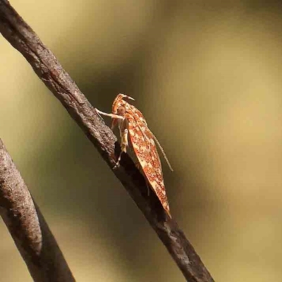 Syringoseca rhodoxantha (A Concealer moth (Wingia group)) at Bruce Ridge - 22 Mar 2024 by ConBoekel