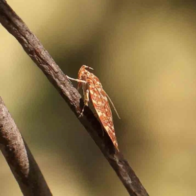 Syringoseca rhodoxantha (A concealer moth) at O'Connor, ACT - 22 Mar 2024 by ConBoekel