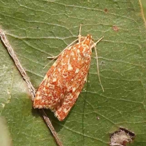 Syringoseca rhodoxantha at Bruce Ridge - 22 Mar 2024 11:05 AM