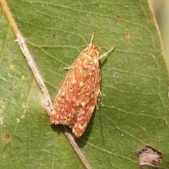 Syringoseca rhodoxantha at Bruce Ridge - 22 Mar 2024 11:05 AM