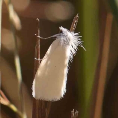 Tipanaea patulella (A Crambid moth) at O'Connor, ACT - 21 Mar 2024 by ConBoekel