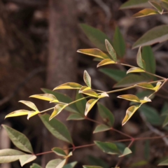 Nandina domestica (Sacred Bamboo) at O'Connor, ACT - 21 Mar 2024 by ConBoekel