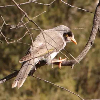 Manorina melanocephala (Noisy Miner) at Bruce Ridge - 21 Mar 2024 by ConBoekel