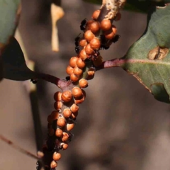 Eriococcus coriaceus (Gumtree Scale) at O'Connor, ACT - 22 Mar 2024 by ConBoekel