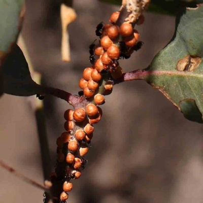 Eriococcus coriaceus (Gumtree Scale) at O'Connor, ACT - 22 Mar 2024 by ConBoekel