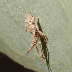 Fulgoroidea sp. (superfamily) (Unidentified fulgoroid planthopper) at O'Connor, ACT - 21 Mar 2024 by ConBoekel