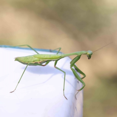 Unidentified Praying mantis (Mantodea) at O'Connor, ACT - 21 Mar 2024 by ConBoekel