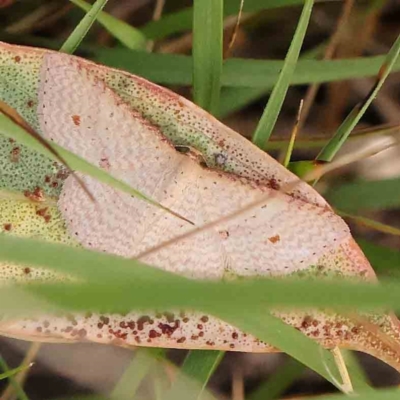 Epicyme rubropunctaria (Red-spotted Delicate) at O'Connor, ACT - 22 Mar 2024 by ConBoekel