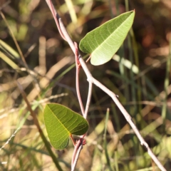 Hardenbergia violacea (False Sarsaparilla) at Bruce Ridge - 21 Mar 2024 by ConBoekel