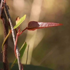 Hardenbergia violacea at Bruce Ridge - 22 Mar 2024 09:52 AM