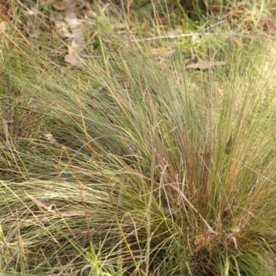 Nassella trichotoma (Serrated Tussock) at Bruce Ridge - 22 Mar 2024 by ConBoekel