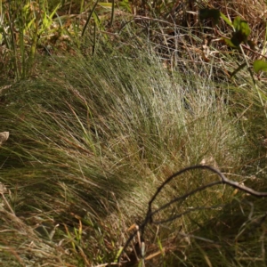 Nassella trichotoma at Bruce Ridge - 22 Mar 2024