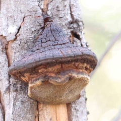 Phellinus sp. (non-resupinate) (A polypore) at O'Connor, ACT - 21 Mar 2024 by ConBoekel