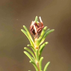 Melaleuca parvistaminea (Small-flowered Honey-myrtle) at O'Connor, ACT - 22 Mar 2024 by ConBoekel