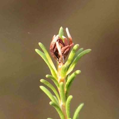 Melaleuca parvistaminea (Small-flowered Honey-myrtle) at Bruce Ridge - 22 Mar 2024 by ConBoekel