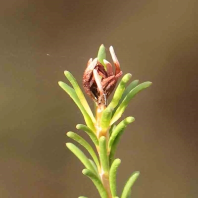 Melaleuca parvistaminea (Small-flowered Honey-myrtle) at O'Connor, ACT - 22 Mar 2024 by ConBoekel