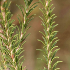 Melaleuca parvistaminea at Bruce Ridge - 22 Mar 2024