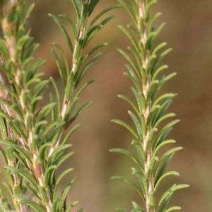 Melaleuca parvistaminea at Bruce Ridge - 22 Mar 2024 11:02 AM