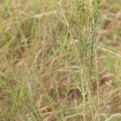 Melaleuca parvistaminea at Bruce Ridge - 22 Mar 2024 11:02 AM