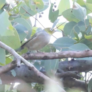 Zosterops lateralis at Bruce Ridge - 22 Mar 2024