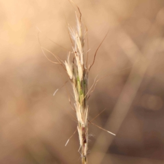 Bothriochloa macra (Red Grass, Red-leg Grass) at Bruce Ridge - 22 Mar 2024 by ConBoekel