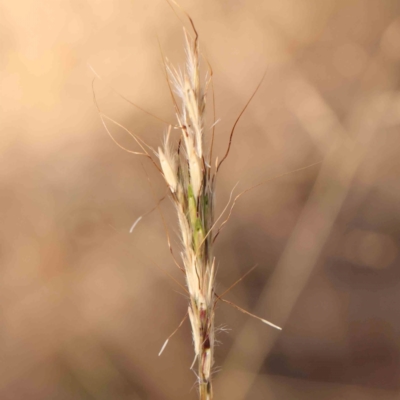 Bothriochloa macra (Red Grass, Red-leg Grass) at Bruce Ridge - 22 Mar 2024 by ConBoekel