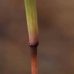 Bothriochloa macra at Bruce Ridge - 22 Mar 2024