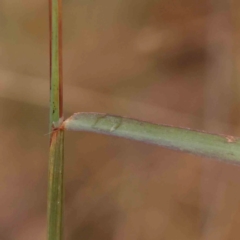 Bothriochloa macra at Bruce Ridge - 22 Mar 2024 10:32 AM