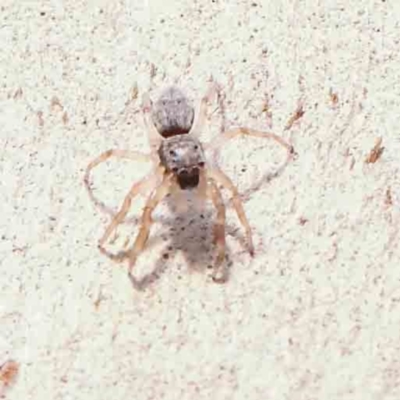 Arasia mollicoma (Flat-white Jumping Spider) at O'Connor, ACT - 21 Mar 2024 by ConBoekel