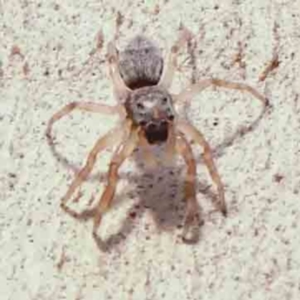 Arasia mollicoma at Bruce Ridge - 22 Mar 2024