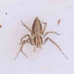 Oxyopes (genus) (Lynx spider) at Bruce Ridge - 21 Mar 2024 by ConBoekel