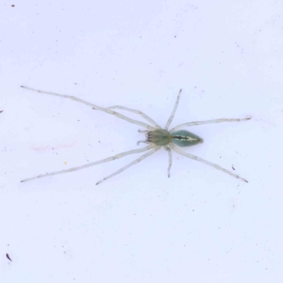 Cheiracanthium mordax (Biting Sac Spider) at Bruce Ridge - 21 Mar 2024 by ConBoekel