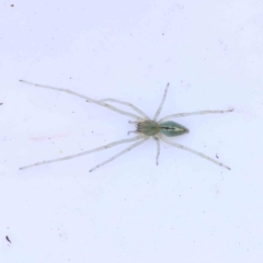 Unidentified Spider (Araneae) at suppressed - 21 Mar 2024 by ConBoekel