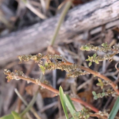 Dysphania pumilio (Small Crumbweed) at O'Connor, ACT - 21 Mar 2024 by ConBoekel