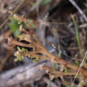 Dysphania pumilio at Bruce Ridge - 22 Mar 2024