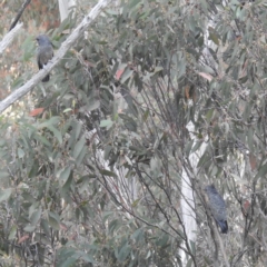 Callocephalon fimbriatum (Gang-gang Cockatoo) at Mount Buller, VIC - 23 Mar 2024 by HelenCross