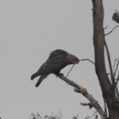 Callocephalon fimbriatum at Alpine National Park - 23 Mar 2024