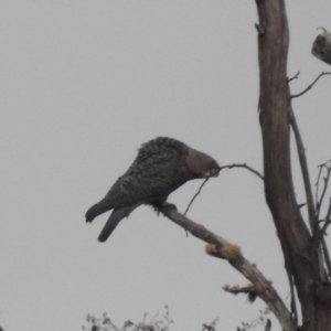 Callocephalon fimbriatum at Alpine National Park - 23 Mar 2024