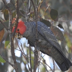 Callocephalon fimbriatum (Gang-gang Cockatoo) at Alpine National Park - 24 Mar 2024 by HelenCross