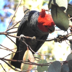 Callocephalon fimbriatum at Alpine National Park - 24 Mar 2024