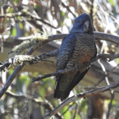 Callocephalon fimbriatum at Alpine National Park - 24 Mar 2024