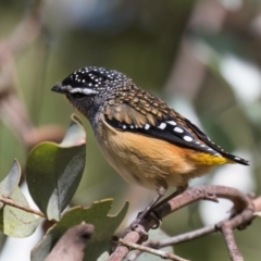 Pardalotus punctatus (Spotted Pardalote) at Melba, ACT - 24 Mar 2024 by kasiaaus