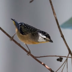 Pardalotus punctatus at Melba, ACT - 25 Mar 2024